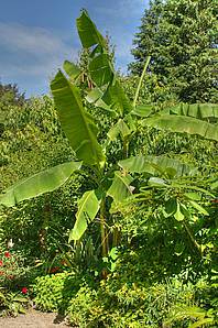 HDR-Foto Botanischer Garten Linz © Gerhard Obermayr